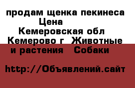 продам щенка пекинеса › Цена ­ 2 000 - Кемеровская обл., Кемерово г. Животные и растения » Собаки   